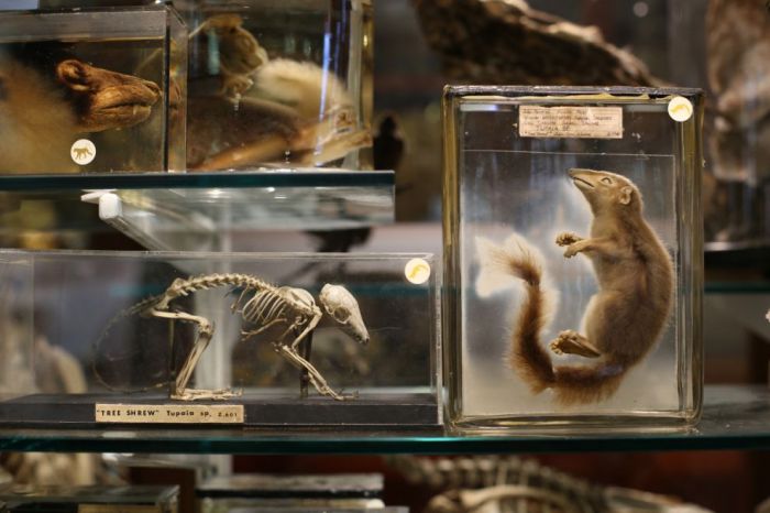 Grant Museum of Zoology and Comparative Anatomy, University College London, England, United Kingdom