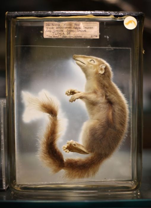 Grant Museum of Zoology and Comparative Anatomy, University College London, England, United Kingdom