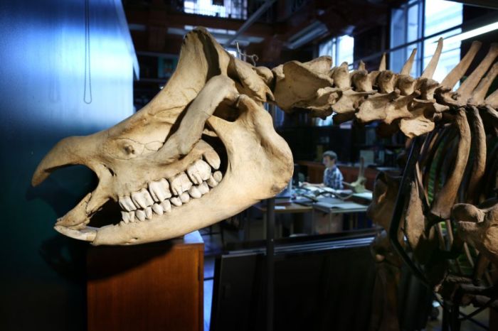 Grant Museum of Zoology and Comparative Anatomy, University College London, England, United Kingdom