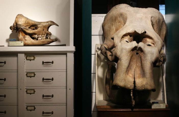 Grant Museum of Zoology and Comparative Anatomy, University College London, England, United Kingdom