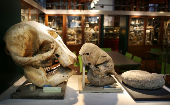 Grant Museum of Zoology and Comparative Anatomy, University College London, England, United Kingdom