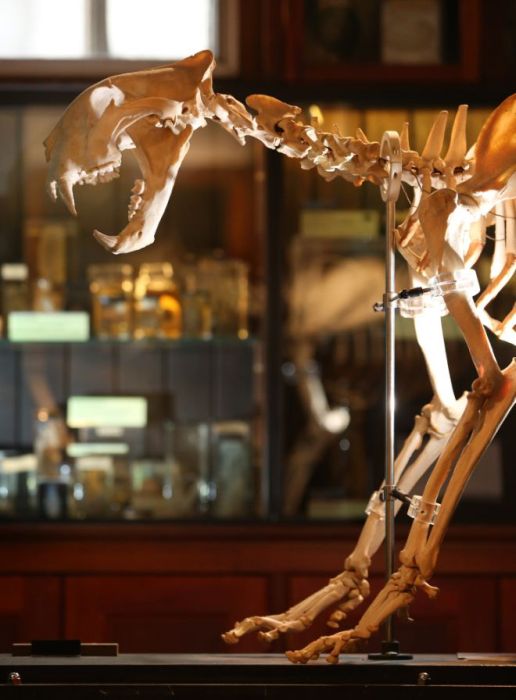 Grant Museum of Zoology and Comparative Anatomy, University College London, England, United Kingdom