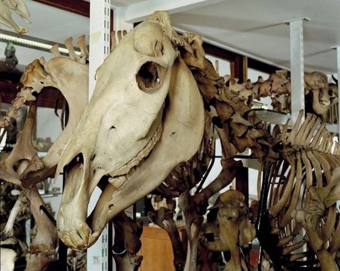 Grant Museum of Zoology and Comparative Anatomy, University College London, England, United Kingdom