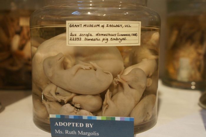 Grant Museum of Zoology and Comparative Anatomy, University College London, England, United Kingdom