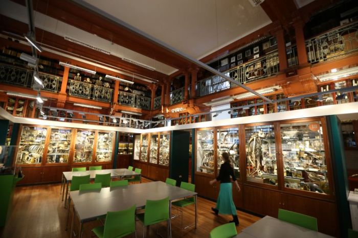 Grant Museum of Zoology and Comparative Anatomy, University College London, England, United Kingdom