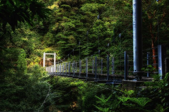 Yakusugi Forest, Yakushima island, Kagoshima Prefecture, Japan