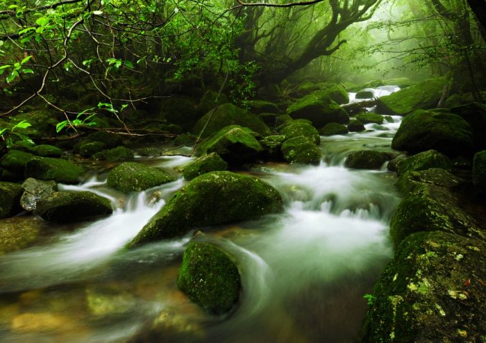 Yakusugi Forest, Yakushima island, Kagoshima Prefecture, Japan