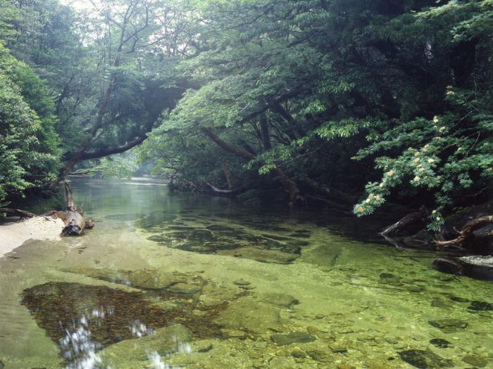 Yakusugi Forest, Yakushima island, Kagoshima Prefecture, Japan