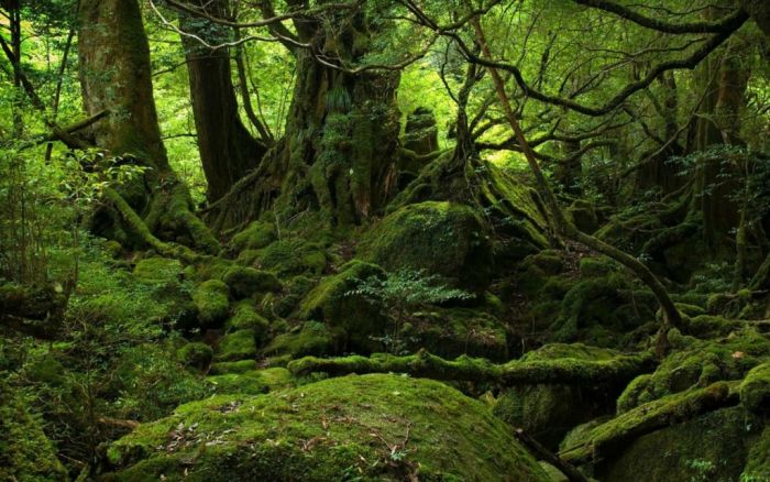 Yakusugi Forest, Yakushima island, Kagoshima Prefecture, Japan