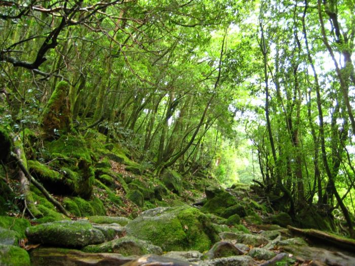 Yakusugi Forest, Yakushima island, Kagoshima Prefecture, Japan