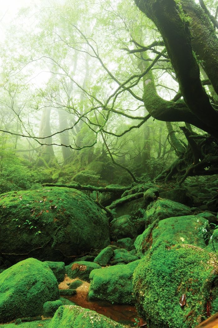 Yakusugi Forest, Yakushima island, Kagoshima Prefecture, Japan