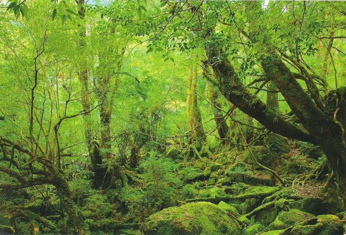 Yakusugi Forest, Yakushima island, Kagoshima Prefecture, Japan