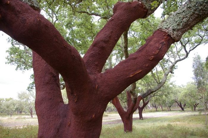 Quercus suber, Cork oak, Spain