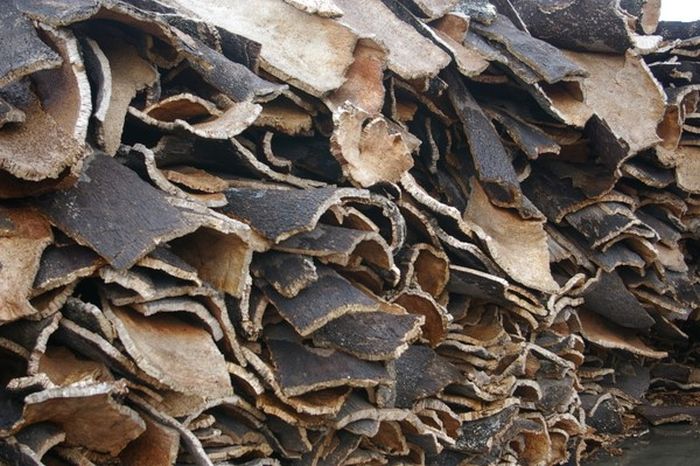 Quercus suber, Cork oak, Spain