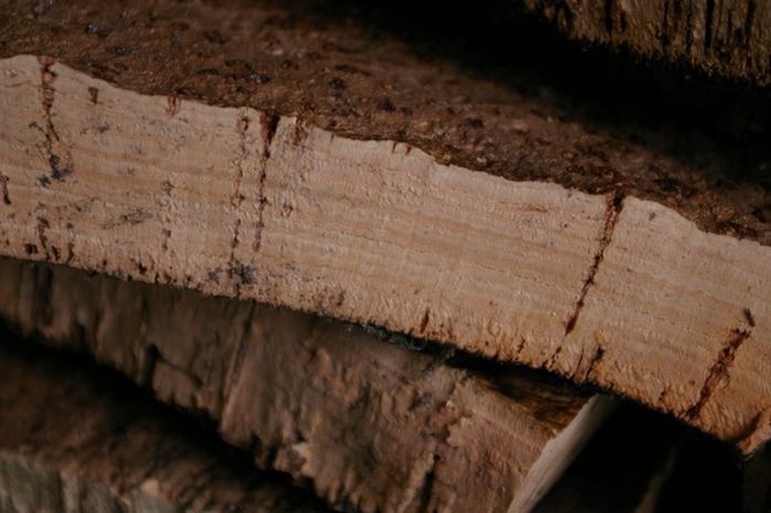 Quercus suber, Cork oak, Spain