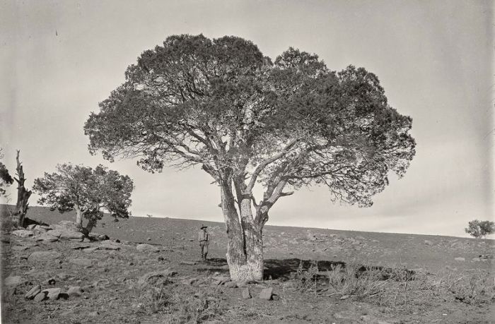 History: Wild West by Timothy H. O'Sullivan