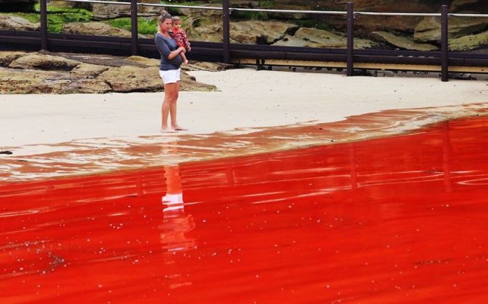 Red algae beach, Sydney, Australia