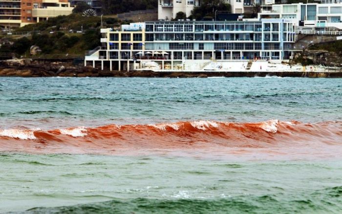 Red algae beach, Sydney, Australia