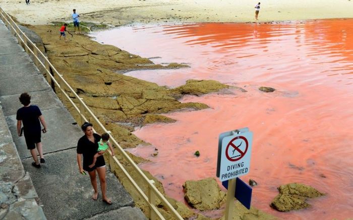 Red algae beach, Sydney, Australia