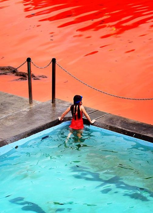 Red algae beach, Sydney, Australia