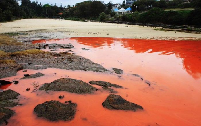 Red algae beach, Sydney, Australia