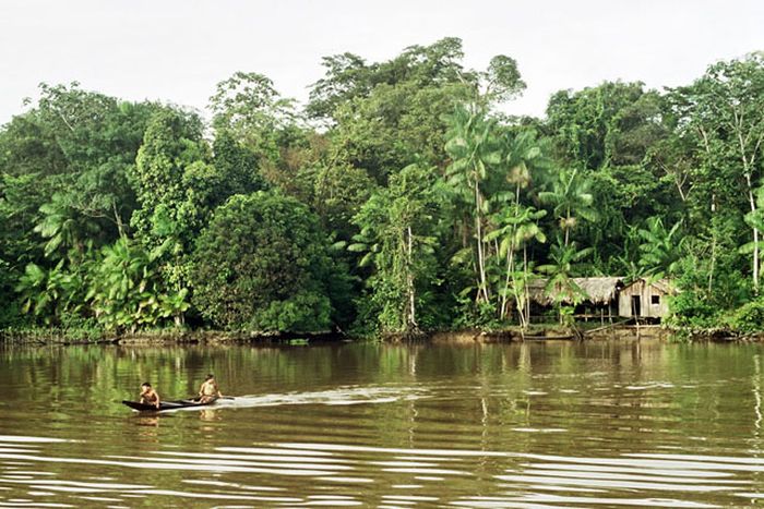 Amazon rainforest jungle, South America