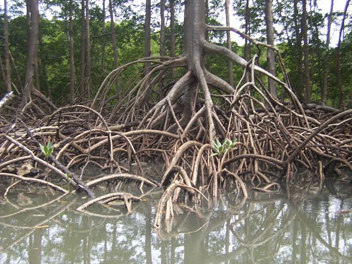 Amazon rainforest jungle, South America