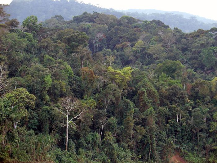 Amazon rainforest jungle, South America