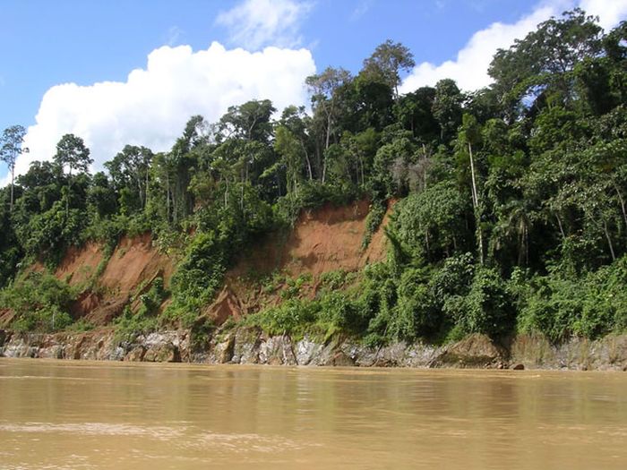 Amazon rainforest jungle, South America