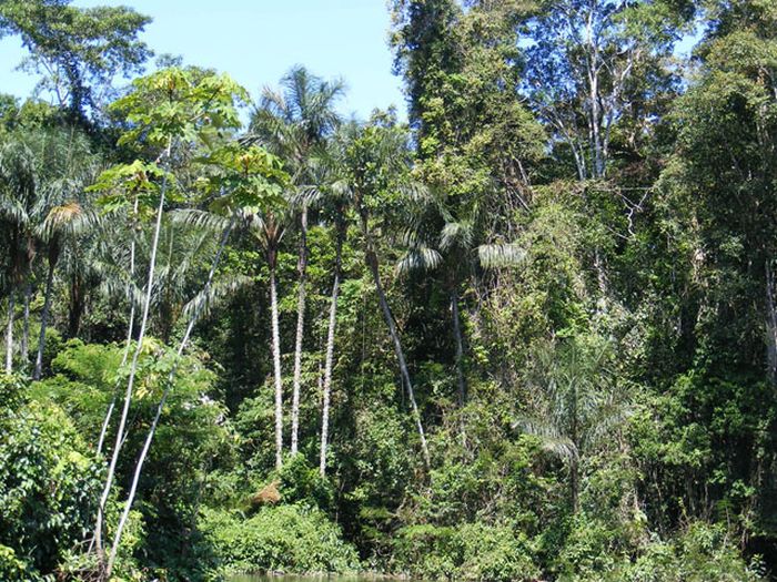 Amazon rainforest jungle, South America