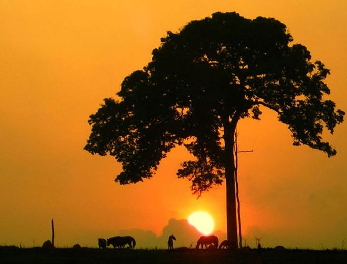 Amazon rainforest jungle, South America