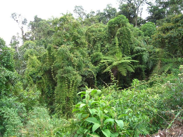 Amazon rainforest jungle, South America