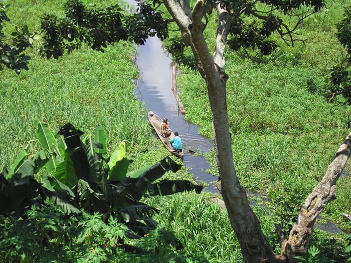 Amazon rainforest jungle, South America