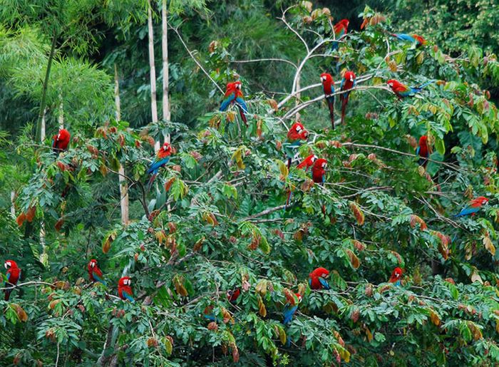 Amazon rainforest jungle, South America