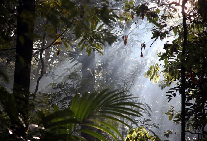 Amazon rainforest jungle, South America