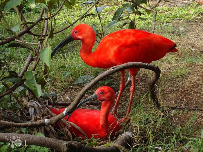 Amazon rainforest jungle, South America