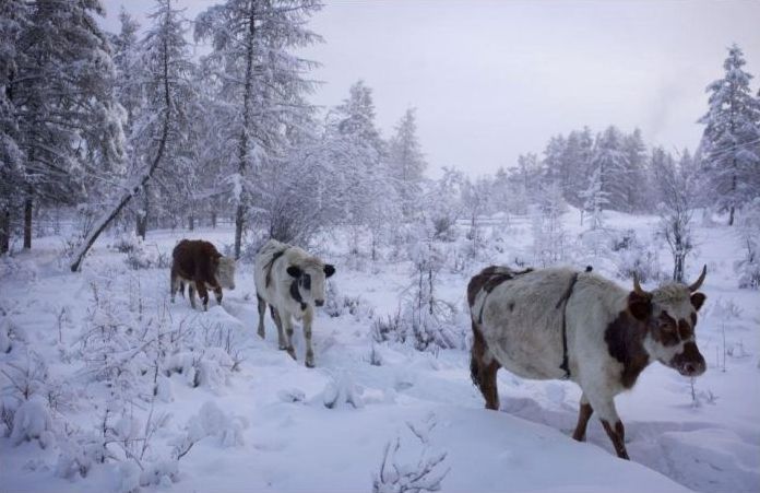 Oymyakon, Indigirka River, Sakha Republic, Russia