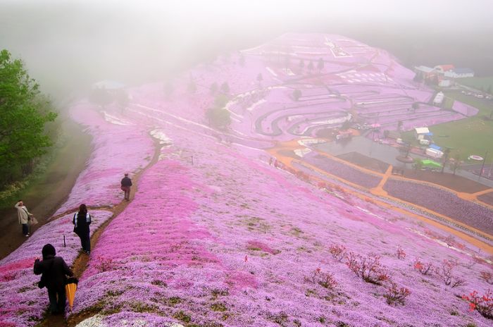 Moss Pink Cherry blossoms, Takinocho Shibazakura Park, Japan