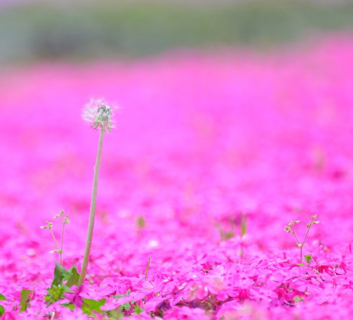 Moss Pink Cherry blossoms, Takinocho Shibazakura Park, Japan