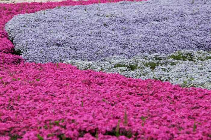 Moss Pink Cherry blossoms, Takinocho Shibazakura Park, Japan