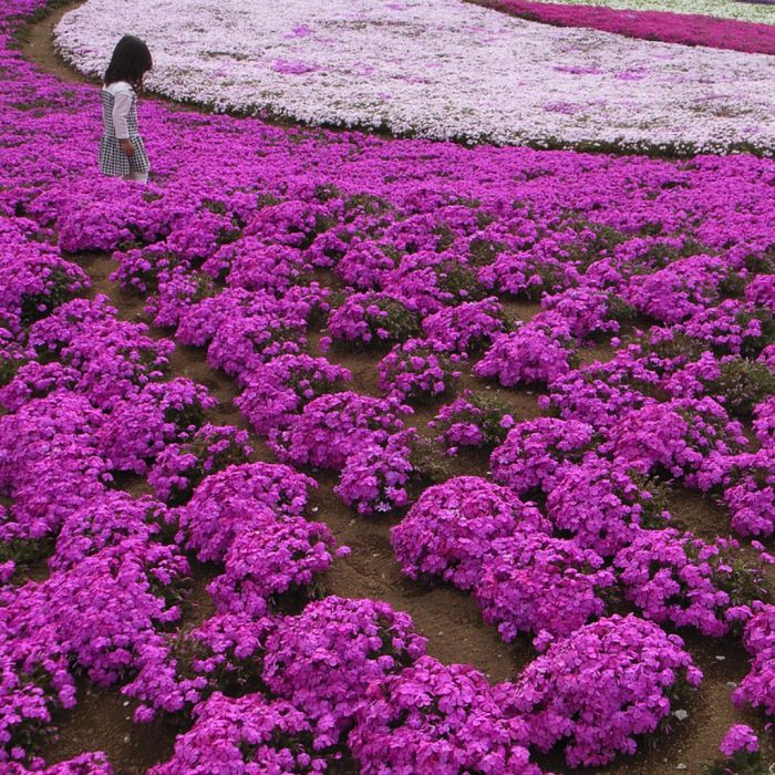 Moss Pink Cherry blossoms, Takinocho Shibazakura Park, Japan