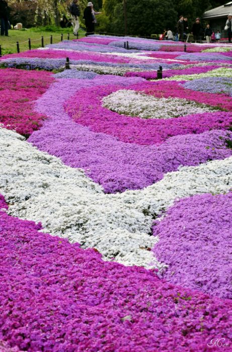 Moss Pink Cherry blossoms, Takinocho Shibazakura Park, Japan