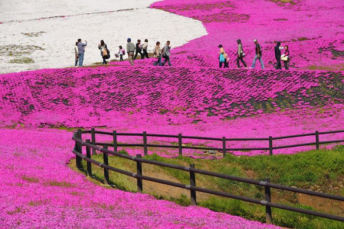 Moss Pink Cherry blossoms, Takinocho Shibazakura Park, Japan