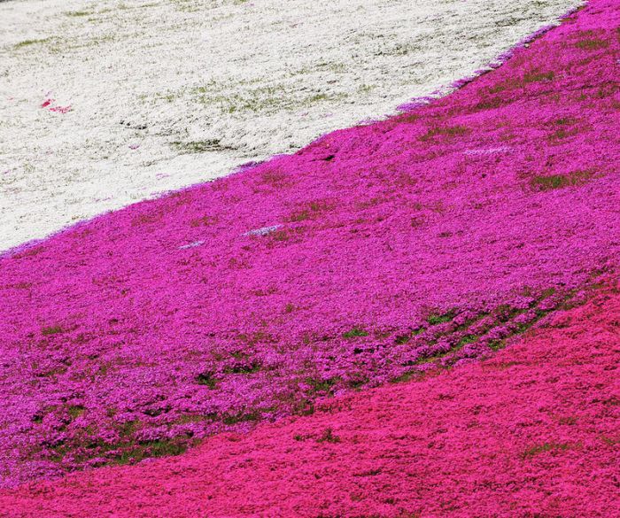 Moss Pink Cherry blossoms, Takinocho Shibazakura Park, Japan