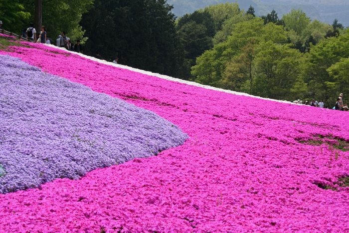 Moss Pink Cherry blossoms, Takinocho Shibazakura Park, Japan