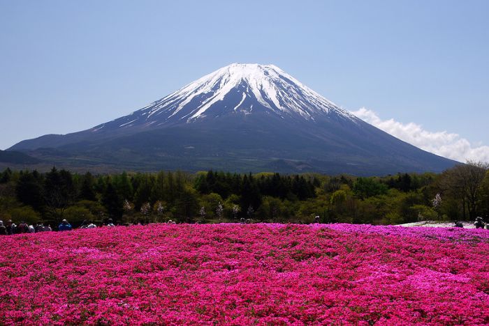 Moss Pink Cherry blossoms, Takinocho Shibazakura Park, Japan