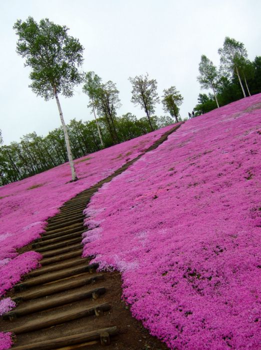 Moss Pink Cherry blossoms, Takinocho Shibazakura Park, Japan