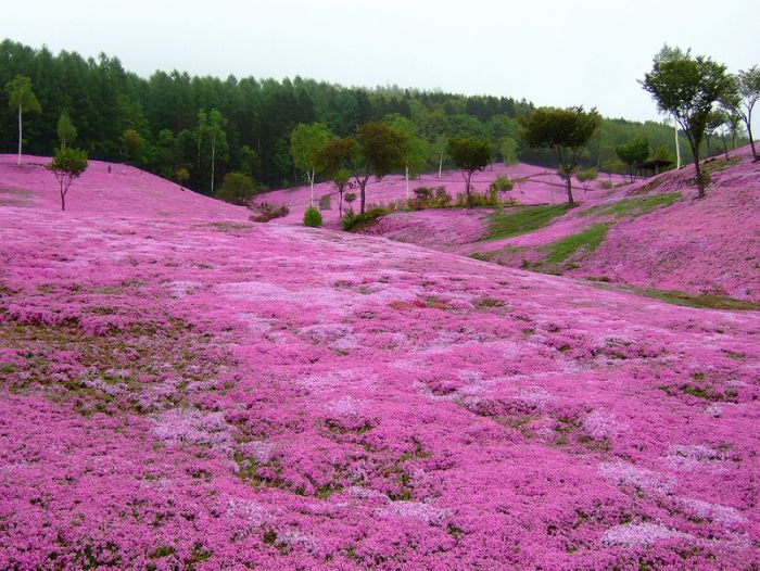 Moss Pink Cherry blossoms, Takinocho Shibazakura Park, Japan