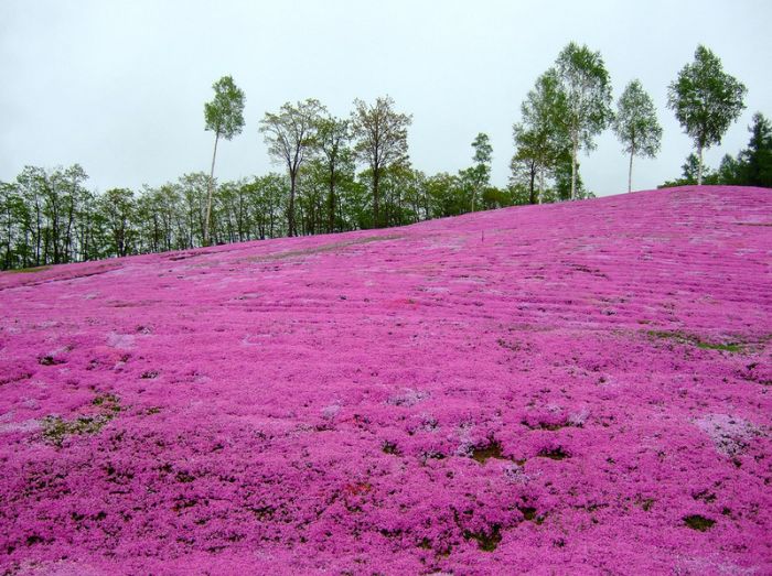 Moss Pink Cherry blossoms, Takinocho Shibazakura Park, Japan