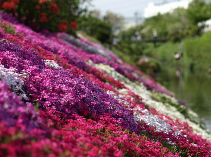 Moss Pink Cherry blossoms, Takinocho Shibazakura Park, Japan